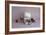 Sweet Tooth-null-Framed Photographic Print