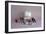 Sweet Tooth-null-Framed Photographic Print