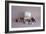 Sweet Tooth-null-Framed Photographic Print