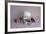 Sweet Tooth-null-Framed Photographic Print