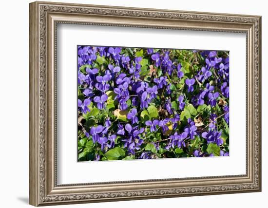 Sweet violets, Riddlesdown, England-Linda Pitkin-Framed Photographic Print