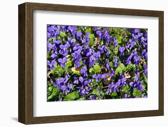 Sweet violets, Riddlesdown, England-Linda Pitkin-Framed Photographic Print