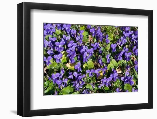 Sweet violets, Riddlesdown, England-Linda Pitkin-Framed Photographic Print