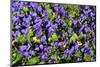 Sweet violets, Riddlesdown, England-Linda Pitkin-Mounted Photographic Print