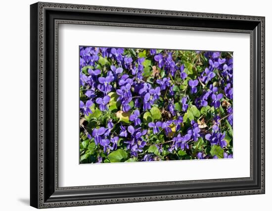 Sweet violets, Riddlesdown, England-Linda Pitkin-Framed Photographic Print