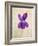 Sweet Violets, Violets, Viola Odorata, Blossom, Violet-Axel Killian-Framed Photographic Print