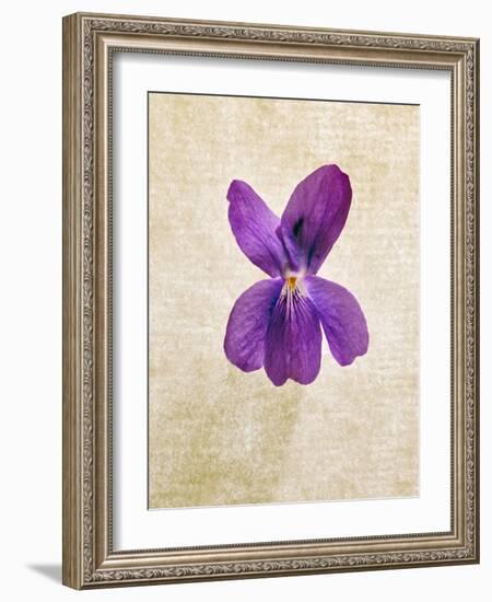 Sweet Violets, Violets, Viola Odorata, Blossom, Violet-Axel Killian-Framed Photographic Print