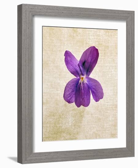 Sweet Violets, Violets, Viola Odorata, Blossom, Violet-Axel Killian-Framed Photographic Print