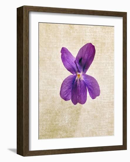 Sweet Violets, Violets, Viola Odorata, Blossom, Violet-Axel Killian-Framed Photographic Print