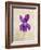 Sweet Violets, Violets, Viola Odorata, Blossom, Violet-Axel Killian-Framed Photographic Print