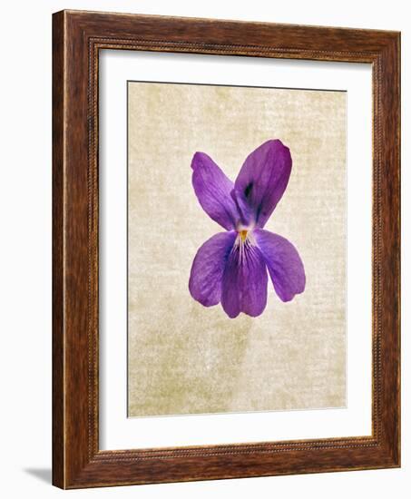 Sweet Violets, Violets, Viola Odorata, Blossom, Violet-Axel Killian-Framed Photographic Print