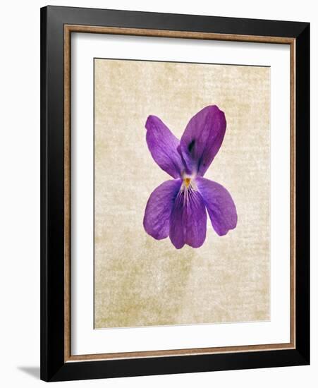 Sweet Violets, Violets, Viola Odorata, Blossom, Violet-Axel Killian-Framed Photographic Print