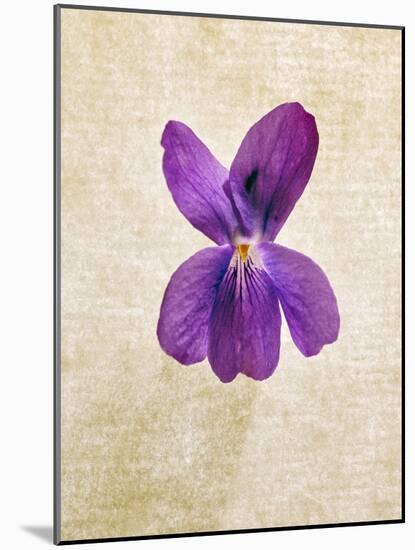 Sweet Violets, Violets, Viola Odorata, Blossom, Violet-Axel Killian-Mounted Photographic Print