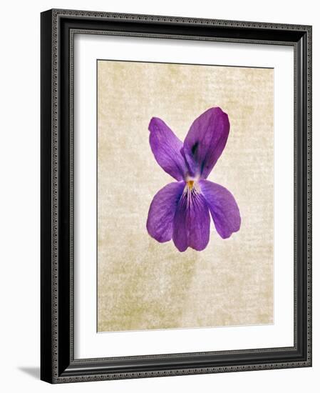 Sweet Violets, Violets, Viola Odorata, Blossom, Violet-Axel Killian-Framed Photographic Print