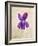 Sweet Violets, Violets, Viola Odorata, Blossom, Violet-Axel Killian-Framed Photographic Print