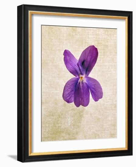 Sweet Violets, Violets, Viola Odorata, Blossom, Violet-Axel Killian-Framed Photographic Print