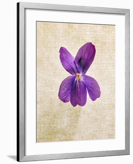 Sweet Violets, Violets, Viola Odorata, Blossom, Violet-Axel Killian-Framed Photographic Print