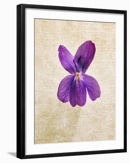 Sweet Violets, Violets, Viola Odorata, Blossom, Violet-Axel Killian-Framed Photographic Print