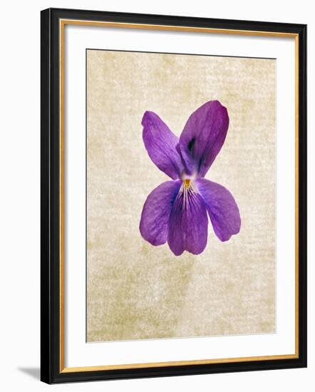 Sweet Violets, Violets, Viola Odorata, Blossom, Violet-Axel Killian-Framed Photographic Print