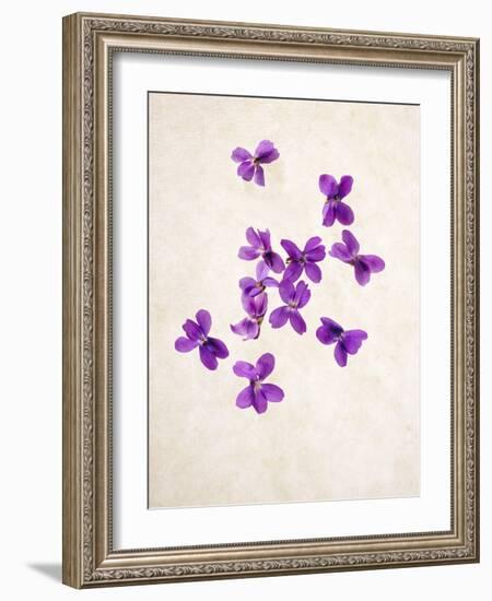 Sweet Violets, Violets, Viola Odorata, Blossoms, Violet-Axel Killian-Framed Photographic Print