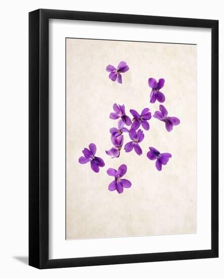 Sweet Violets, Violets, Viola Odorata, Blossoms, Violet-Axel Killian-Framed Photographic Print