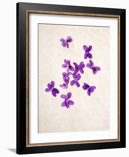 Sweet Violets, Violets, Viola Odorata, Blossoms, Violet-Axel Killian-Framed Photographic Print