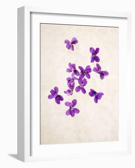 Sweet Violets, Violets, Viola Odorata, Blossoms, Violet-Axel Killian-Framed Photographic Print
