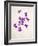 Sweet Violets, Violets, Viola Odorata, Blossoms, Violet-Axel Killian-Framed Photographic Print