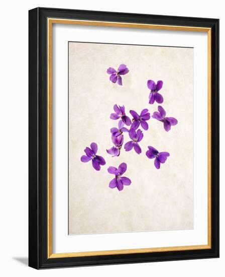 Sweet Violets, Violets, Viola Odorata, Blossoms, Violet-Axel Killian-Framed Photographic Print