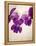 Sweet Violets, Violets, Viola Odorata, Blossoms, Violet-Axel Killian-Framed Premier Image Canvas