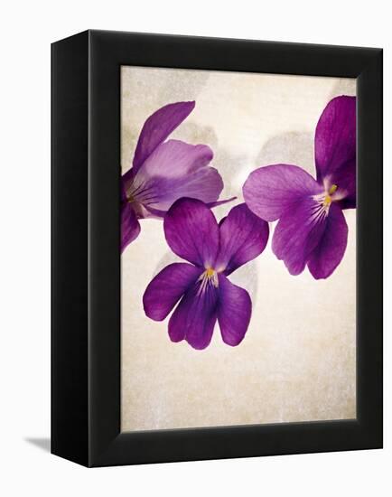 Sweet Violets, Violets, Viola Odorata, Blossoms, Violet-Axel Killian-Framed Premier Image Canvas