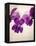 Sweet Violets, Violets, Viola Odorata, Blossoms, Violet-Axel Killian-Framed Premier Image Canvas