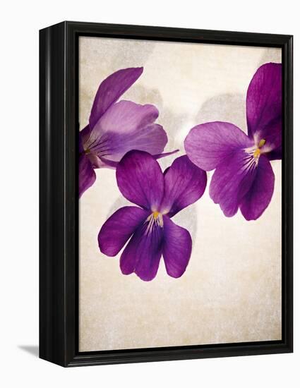 Sweet Violets, Violets, Viola Odorata, Blossoms, Violet-Axel Killian-Framed Premier Image Canvas