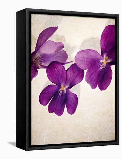 Sweet Violets, Violets, Viola Odorata, Blossoms, Violet-Axel Killian-Framed Premier Image Canvas