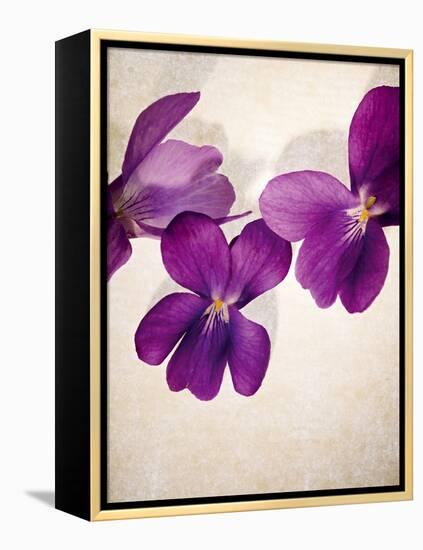 Sweet Violets, Violets, Viola Odorata, Blossoms, Violet-Axel Killian-Framed Premier Image Canvas