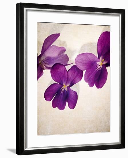 Sweet Violets, Violets, Viola Odorata, Blossoms, Violet-Axel Killian-Framed Photographic Print