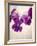 Sweet Violets, Violets, Viola Odorata, Blossoms, Violet-Axel Killian-Framed Photographic Print