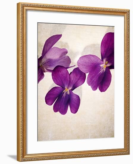 Sweet Violets, Violets, Viola Odorata, Blossoms, Violet-Axel Killian-Framed Photographic Print