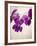 Sweet Violets, Violets, Viola Odorata, Blossoms, Violet-Axel Killian-Framed Photographic Print