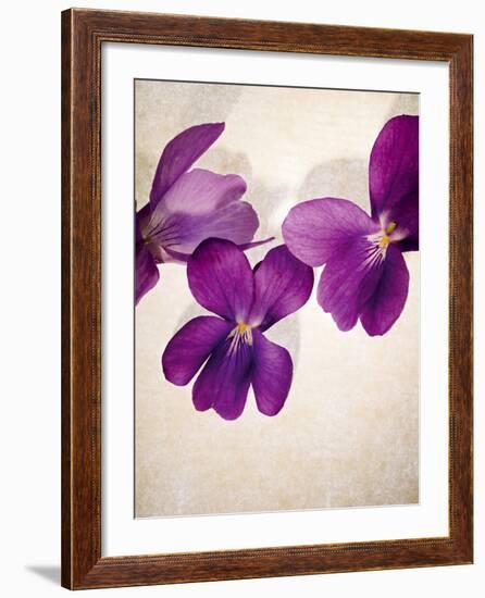 Sweet Violets, Violets, Viola Odorata, Blossoms, Violet-Axel Killian-Framed Photographic Print