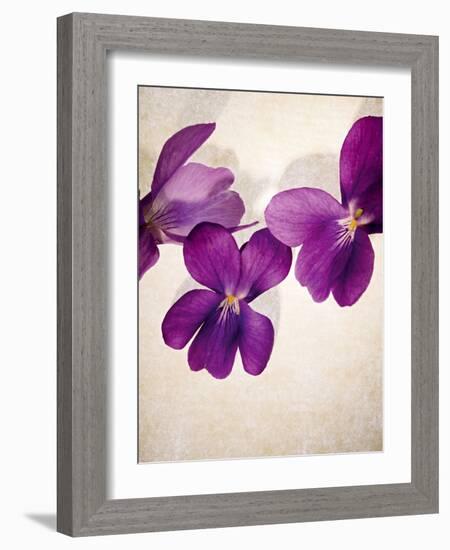 Sweet Violets, Violets, Viola Odorata, Blossoms, Violet-Axel Killian-Framed Photographic Print