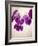 Sweet Violets, Violets, Viola Odorata, Blossoms, Violet-Axel Killian-Framed Photographic Print