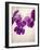 Sweet Violets, Violets, Viola Odorata, Blossoms, Violet-Axel Killian-Framed Photographic Print