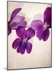 Sweet Violets, Violets, Viola Odorata, Blossoms, Violet-Axel Killian-Mounted Photographic Print