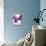 Sweet Violets, Violets, Viola Odorata, Blossoms, Violet-Axel Killian-Mounted Photographic Print displayed on a wall