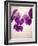 Sweet Violets, Violets, Viola Odorata, Blossoms, Violet-Axel Killian-Framed Photographic Print