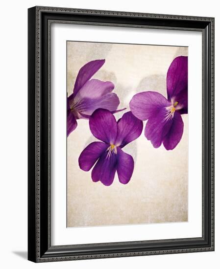 Sweet Violets, Violets, Viola Odorata, Blossoms, Violet-Axel Killian-Framed Photographic Print