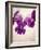 Sweet Violets, Violets, Viola Odorata, Blossoms, Violet-Axel Killian-Framed Photographic Print