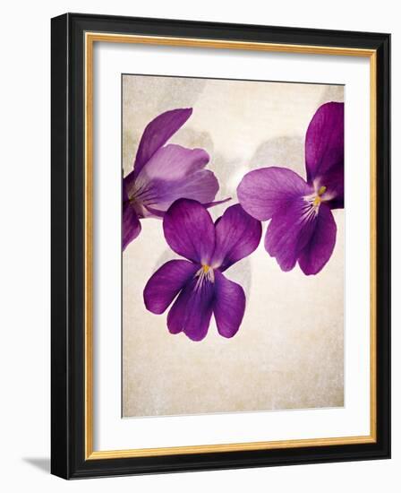 Sweet Violets, Violets, Viola Odorata, Blossoms, Violet-Axel Killian-Framed Photographic Print