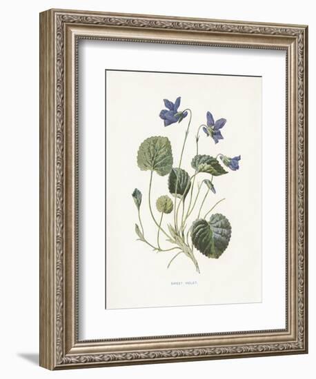 Sweet Violets-Gwendolyn Babbitt-Framed Art Print